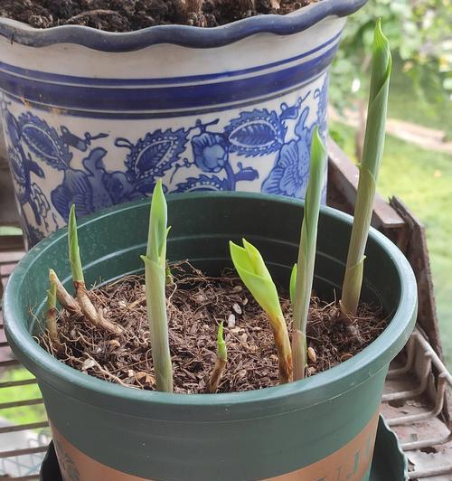 铃兰花冬天是否会受冻？（了解铃兰花的适应性和保护方法）