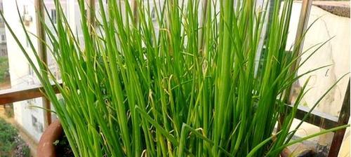 分葱种植技巧大揭秘（掌握这些方法，让你的分葱生长更旺盛）