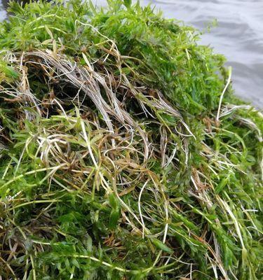 黑藻——是被子植物吗？（探究黑藻的分类和特征）