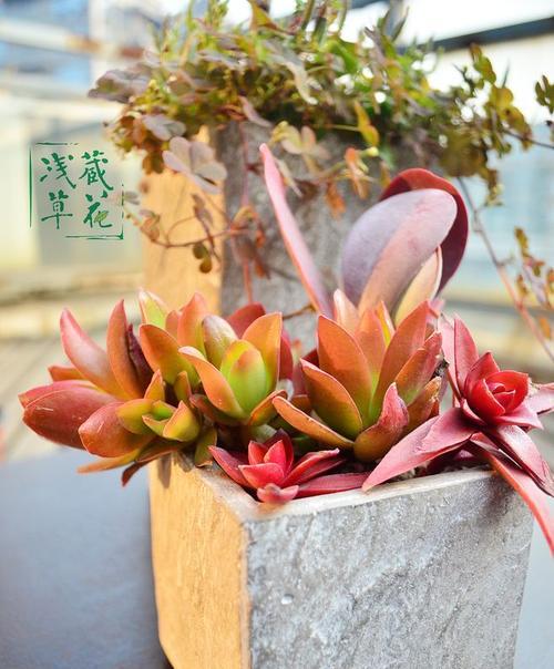 唐印老桩的养护与塑形技巧（唐印老桩造型秘笈，打造完美园林景观）