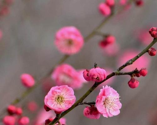 梅花开花需不需要浇水？（如何正确地给梅花浇水？梅花开花的关键点是什么？）