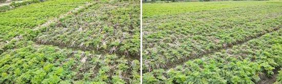 种植川芎的最佳月份（了解川芎的生长习性，选择最适合的种植时间）