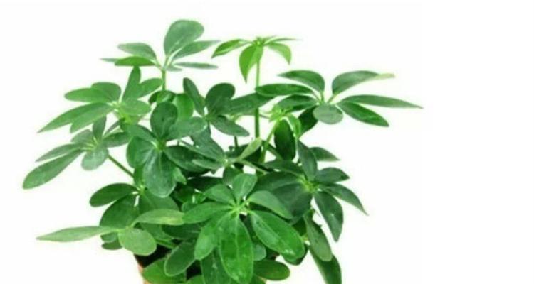 商铺摆放这些植物招财，你知道吗？（让你的店铺生机勃勃，好运连连！）