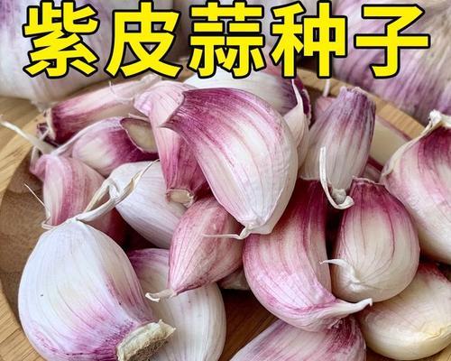 如何留种大蒜（大蒜种子的获取和保存）