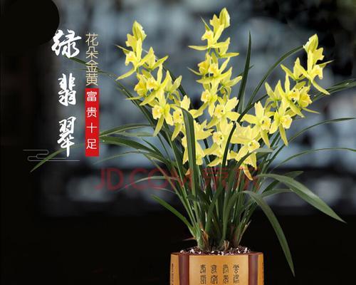 四季兰花可以水养吗？（探究四季兰花的水养技巧，）