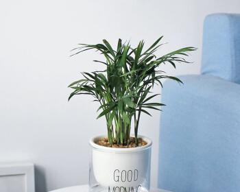 如何培养微型椰子树（室内植物的理想选择）