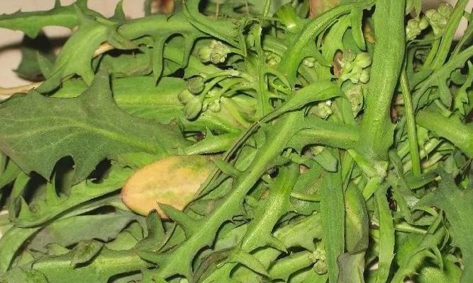 苦菜，一种具有丰富营养的野菜（探秘苦菜的外观、生长环境和药用价值）
