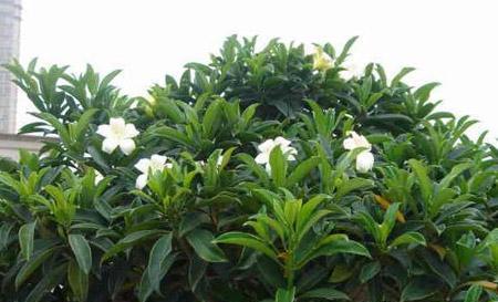 非洲茉莉养殖方法及注意事项（打造优美花园的关键——非洲茉莉养殖）