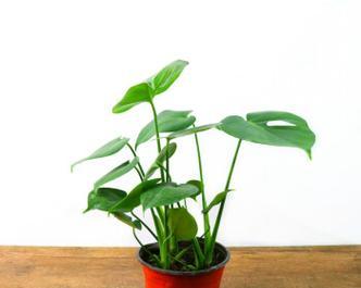 探秘大叶水培植物的种类和养护技巧（发现大叶水培植物的美妙之处，让家中更加生机勃勃）