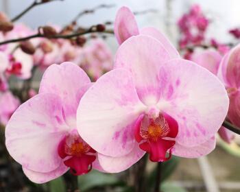 蝴蝶兰——四季常青的花卉之王（探秘蝴蝶兰四季开花的神奇之处）