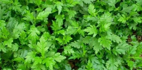 降血压的植物大全（掌握这些关键信息，健康生活轻松享）