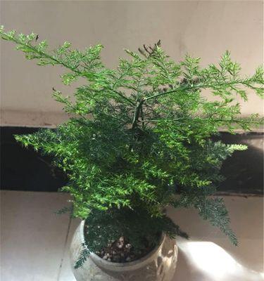 文竹养护技巧之浇酒篇