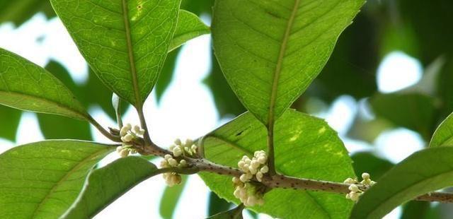 观察桂花叶子的形状与特点（了解桂花叶子的特征及相关知识）