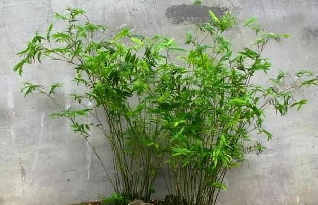 种竹子，让家更舒适（竹子的好处和种植技巧）