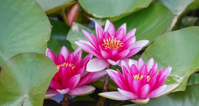 睡莲四季开花的奥秘（从品种选择到栽培技巧，了解睡莲四季开花的秘密）