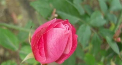 玫瑰花期长短及开花时间分析（了解玫瑰花期，做好赏花计划）