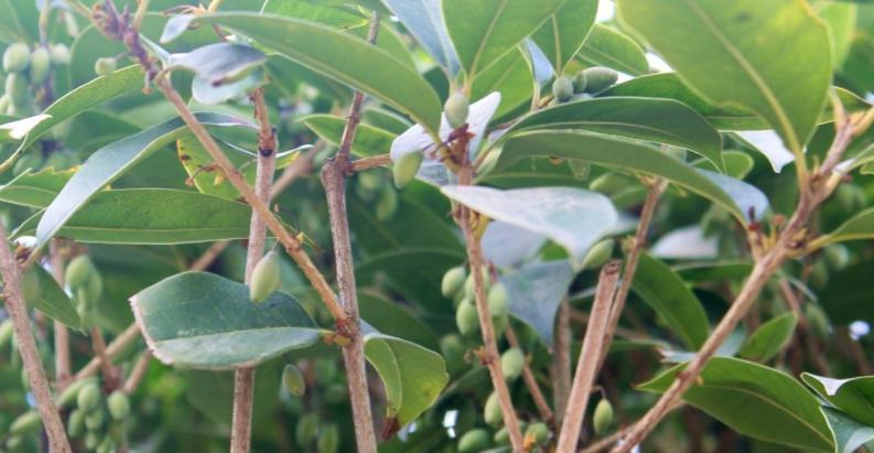 如何种植桂花树种子（从选种到养护，教你轻松种植桂花树）