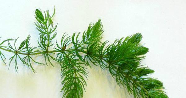沉水植物的生态意义及应用价值（生态环境保护的重要力量——沉水植物）