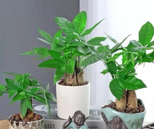 平安树，一种耐寒的绿色植物（冬天如何保养平安树，抗住严寒的挑战）