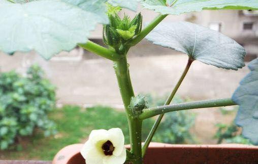 秋葵的生长周期（了解秋葵种植的时间和步骤）
