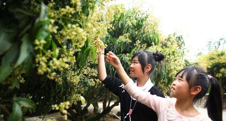 广西荔枝种植的前景（探究广西荔枝栽培技术和市场前景）