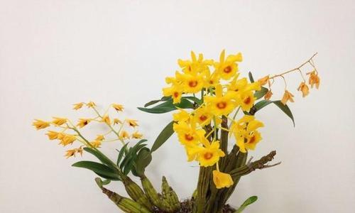 石斛开花后的管理技巧（如何处理石斛开完花后的枝条？（）