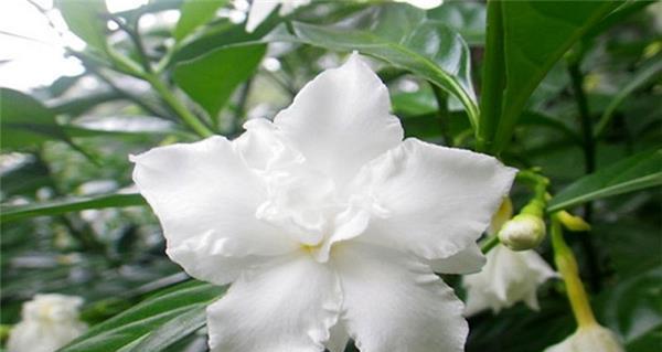 狗牙花有毒吗？适合室内养吗？（了解狗牙花的毒性与养护技巧，让你放心欣赏其美丽）