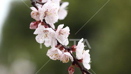 杏子花的颜色是什么？（解析杏子花的颜色及含义）