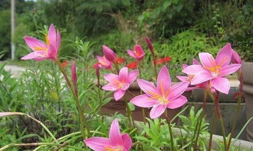 韭兰的花期与生长习性（探究韭兰的开花时间及适宜种植条件）