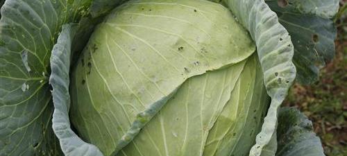 甘蓝菜与包菜的植物学特征