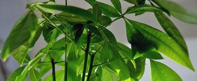 适宜种植的东北角植物（让你家更美丽的植物选择）