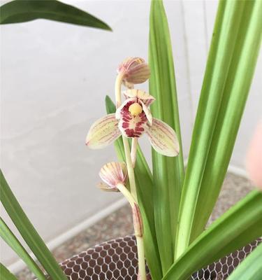 东方红荷开花期（品味夏日美景，迎接东方红荷的盛放）