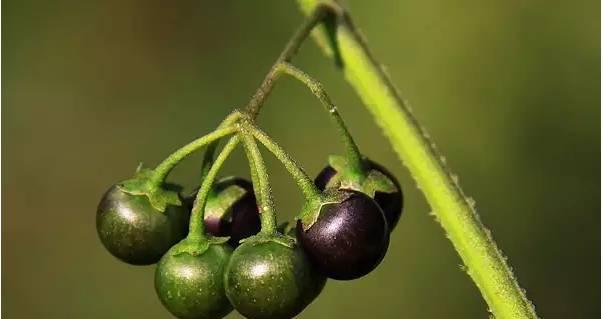 茄子的生命周期（探究茄子是一年生还是多年生）