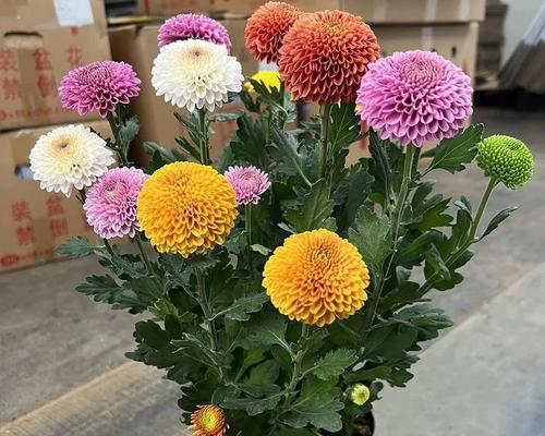 乒乓菊四季开花的奥秘（探秘乒乓菊的生长与开花，了解四季美丽的变化）