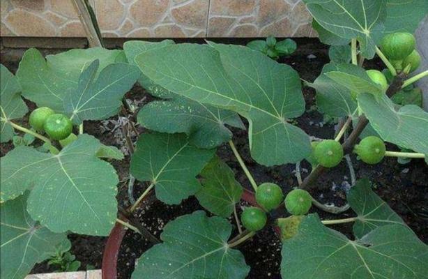 盆栽无花果最佳肥料（为您的无花果提供完美的营养）