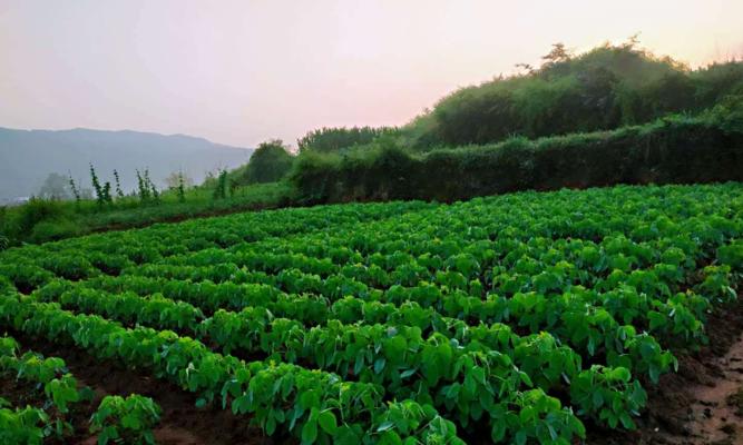 大豆丰收的季节及收获技巧（如何在不同季节收获大豆以获取最佳产量？）