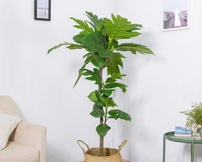 香樟盆栽的养护方法（室内养香樟盆栽，让家更有绿色生命力）