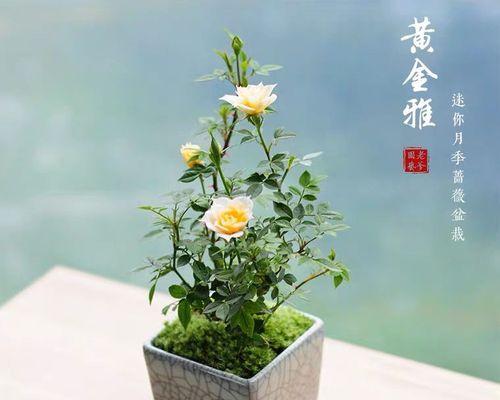 如何养护迷你玫瑰？（注意事项和养殖技巧）