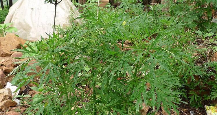 益母草种植全攻略（种植时间、方法及注意事项）