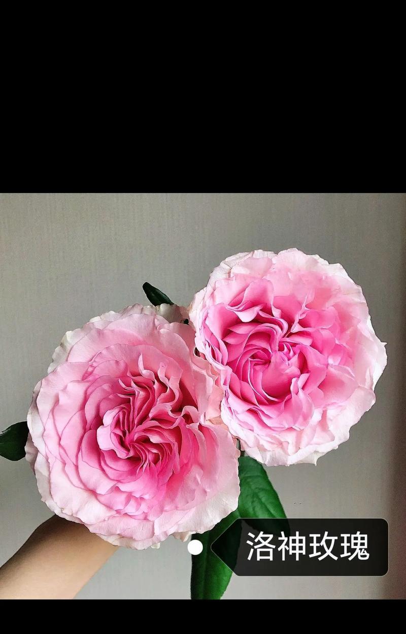 夏季玫瑰花养护指南（让你的玫瑰花在酷暑中依然亮眼动人）