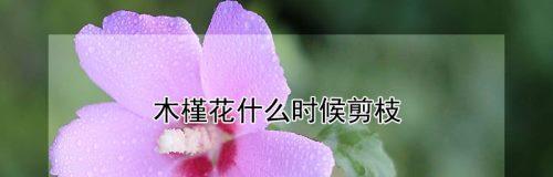木槿花的修剪方法（打造美丽花园，修剪技巧要点详解）