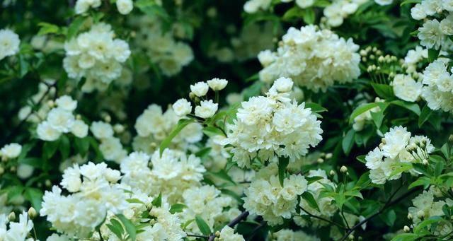 木香花根系的发达程度与生长特点（探究木香花的根系结构与生长环境）