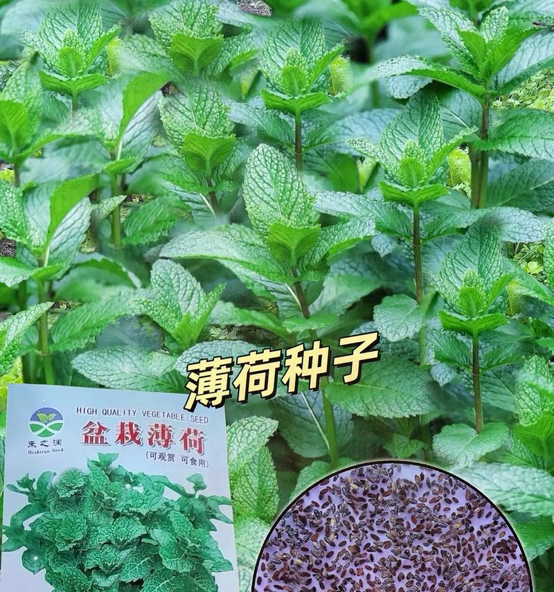 猫薄荷（了解猫薄荷的种子和作用，带给宠物健康和愉悦生活）