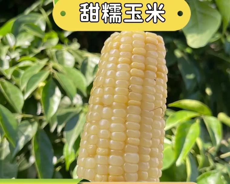 如何挑选好吃的玉米（教你如何分辨好玉米和坏玉米）