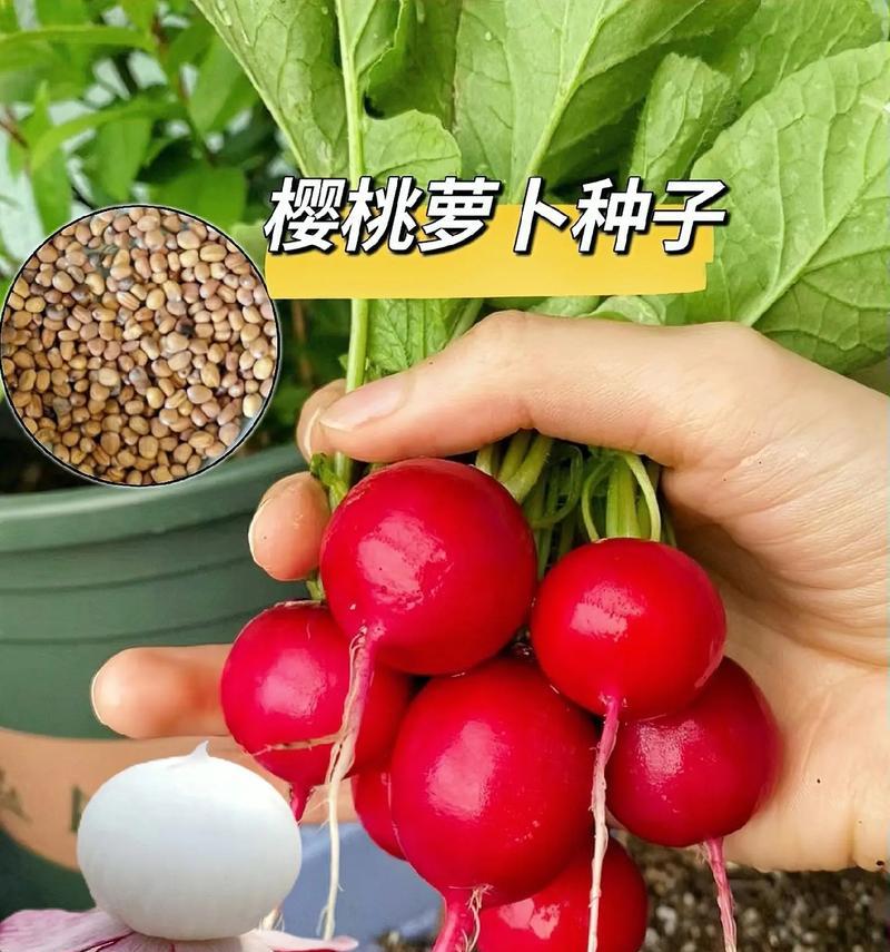 白萝卜的生长周期（从种子到成熟需要多长时间？白萝卜生长周期详解）