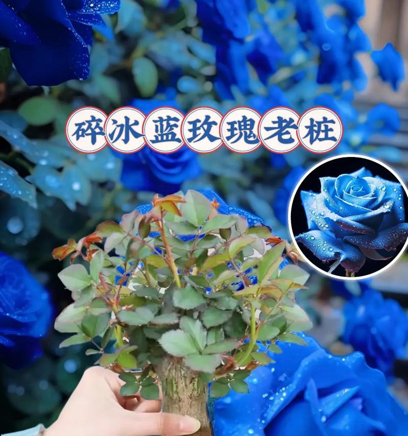蓝色玫瑰的花语解析（探究蓝色玫瑰的花语含义及其象征意义）