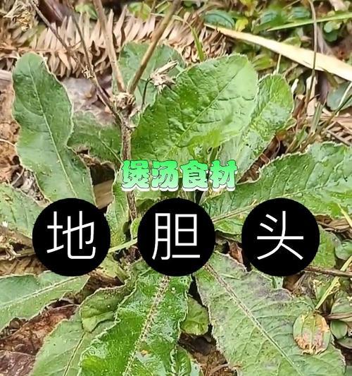 地胆头最佳挖掘时间及方法（挖掘技巧与注意事项）