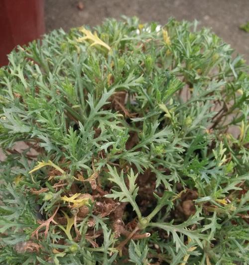 如何正确修剪玛格丽特花（玛格丽特花修剪技巧与注意事项）