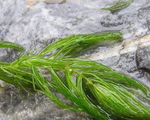 金鱼藻属于什么类型的植物？（探究金鱼藻的植物分类与特点）