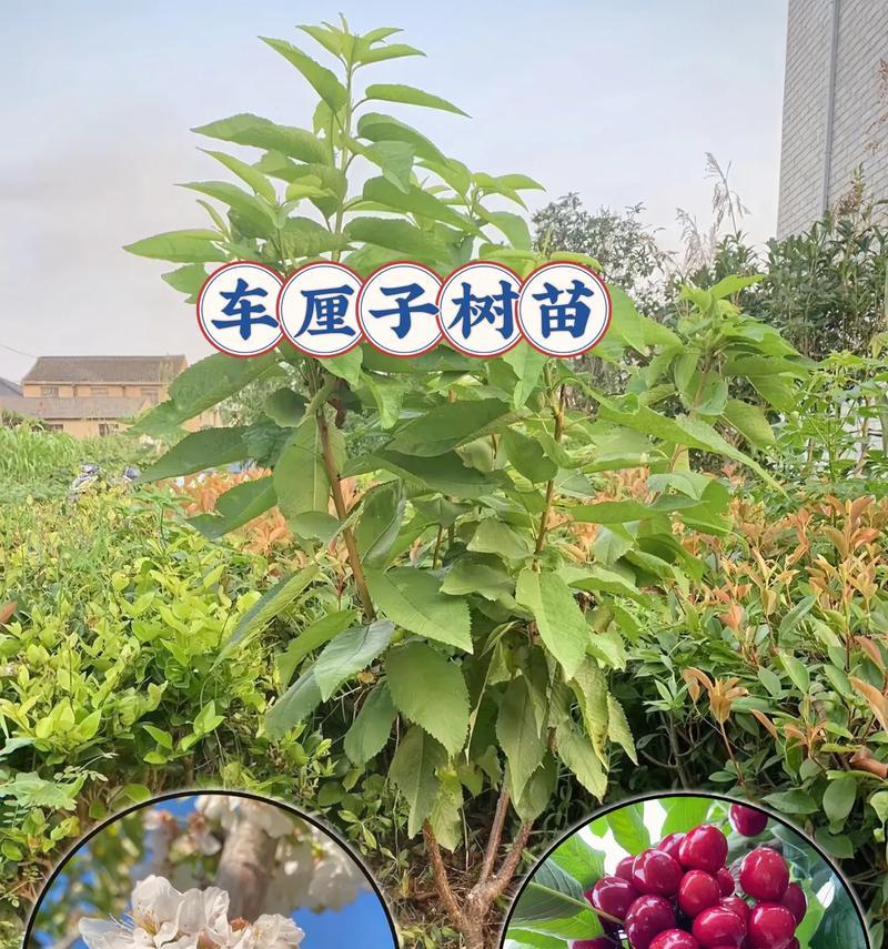 车厘子种植的季节和技巧（打造美味车厘子，关键在于科学种植）